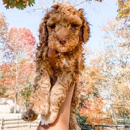 Cockapoo and Goldendoodle Puppies from My Forever Best Friend