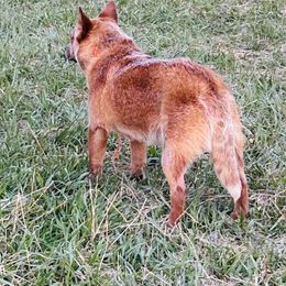 Australian Cattle Dog and French Bulldog Puppies from Sugarloaf French bulldogs and Australian cattle dogs