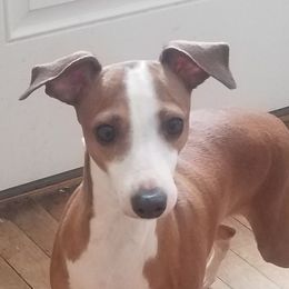Alley - Italian Greyhound