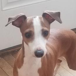Alley - Italian Greyhound