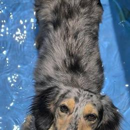 Freckles - Dachshund