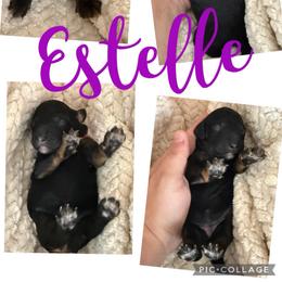 Estelle - Phantom female Bernedoodle puppy in Chattanooga, Tennessee from Scenic City Doodles