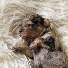 Cavapoo Puppies from Luxe Cavapoo