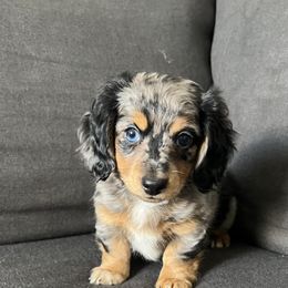 Dachshund Puppies from M & L Doxies