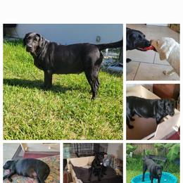 Pickle - Labrador Retriever