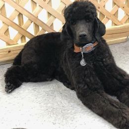 Poodle Puppies from Sharon’s Poodles