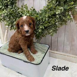 Slade (Brown) - Red male Cavapoo puppy in Cabool, Missouri from Big Gulch Puppies
