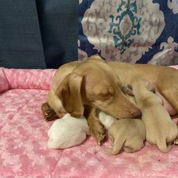 Dachshund Puppies from Alpine Meadow Dachshunds