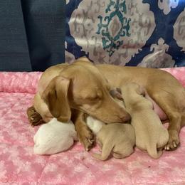 Dachshund Puppies from Alpine Meadow Dachshunds