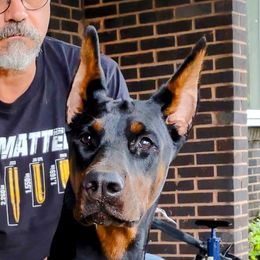 DeeDee - Doberman Pinscher