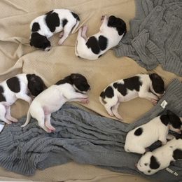 German Shorthaired Pointer Puppies from Chasing Kaya