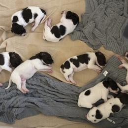 German Shorthaired Pointer Puppies from Chasing Kaya