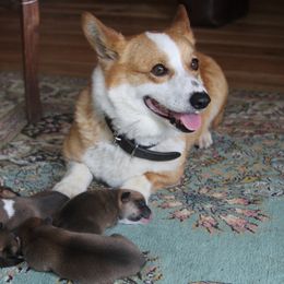 Mattie - Pembroke Welsh Corgi