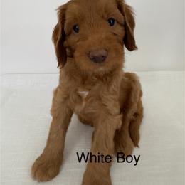 Boy 5 - Red male Australian Cobberdog puppy in Grand Rapids, Michigan from Joreese Australian Cobberdogs