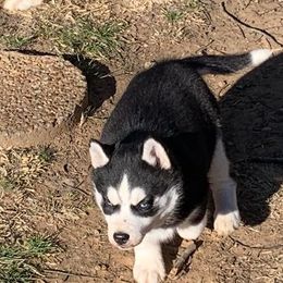Siberian Husky Puppies from Great Warriors