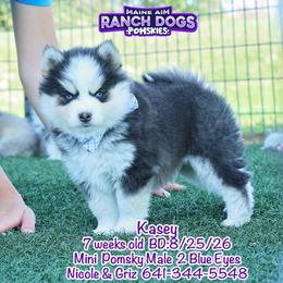 Kasey - Blue male Pomsky puppy in Humeston, Iowa from M.A.R. Dogs
