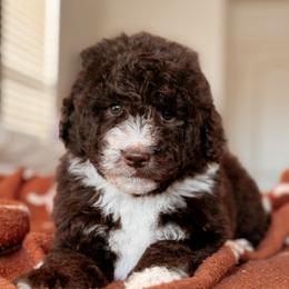 Mustang, Boy - Brown and white male Bernedoodle puppy in Maricopa, Arizona from Desert Ridge Doodles