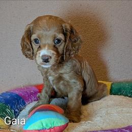 Gaia - Red female Cockapoo puppy in Sunset, Louisiana from Cano Cockapoos