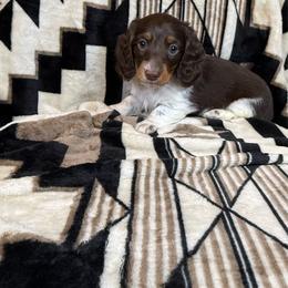 Bruno - Piebald male Dachshund puppy in Aurora, Missouri from Baker Farms