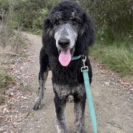 Chanterelle - Phantom male Poodle puppy in Arroyo Grande, California from Ever So Clever Poodles