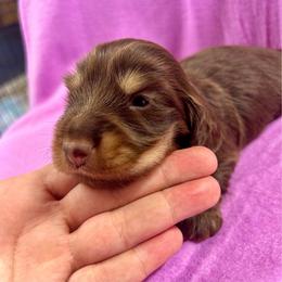 Classy's Male - Chocolate and cream male Dachshund puppy in Rattan, Oklahoma from Burgett’s Barnyard Dachshunds