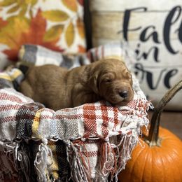 Pink collar - Dark golden female Golden Retriever puppy in Monroe, Tennessee from Golden Girls Furever Friends