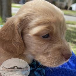 Lila - Red female Dachshund puppy in Lake Mary, Florida from Lakeside Doxies