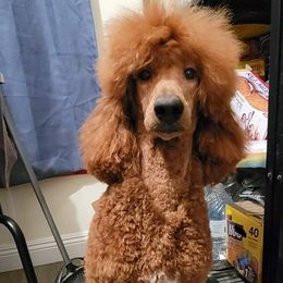 Cinnamon - Poodle