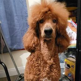 Cinnamon - Poodle