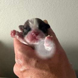 AKC Male- TIDE - Tricolor male Shih Tzu puppy in Moses Lake, Washington from Shurbeez Shih Tzu