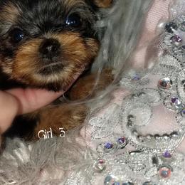Yorkshire Terrier Puppies from Reese's Angelface Yorkies