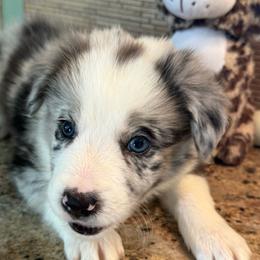 Brock - White and blue merle male Border Collie puppy in Newfane, New York from Janese's Border Collies