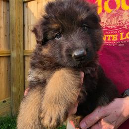 Prescott - Black and red male German Shepherd puppy in Columbus, Indiana from Stony Lonesome GSD