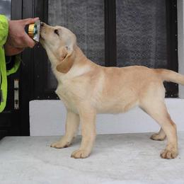 Labrador Retriever Puppies from Archer Lodge Labradors