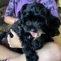Cavapoo, Cockapoo, Goldendoodle, and Maltipoo Puppies from Perdue Puppies