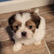Boy 1 - Brindle and white male Mal-Shi puppy in Mundelein, Illinois from FurEver Friends Designer Breeds