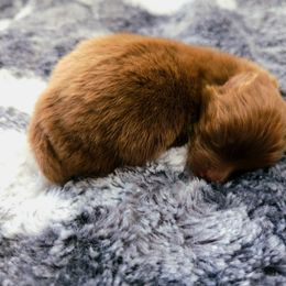 Pomeranian Puppies from One Moore Pom