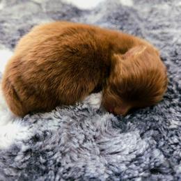 Pomeranian Puppies from One Moore Pom
