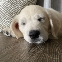 Golden Retriever Puppies from Dani’s Dawgs