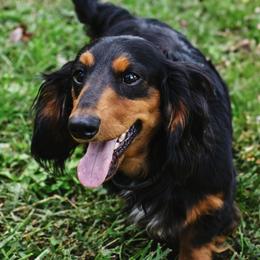 Chevy - Dachshund