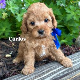 Bernedoodle, Cavalier King Charles Spaniel, Cavapoo, Goldendoodle, and Poodle Puppies from Gypsi Doodles & Poodles LLC.