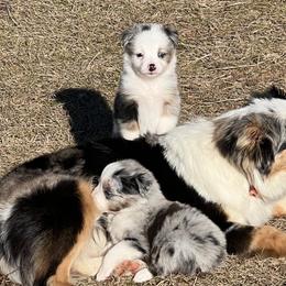 Miniature Australian Shepherds from 7 Bar G Ranch Toy/ Mini Aussies