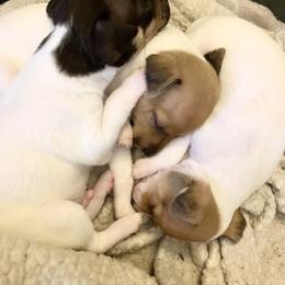 Toy Fox Terrier Puppies from Toy Fox Terriers A La Mode