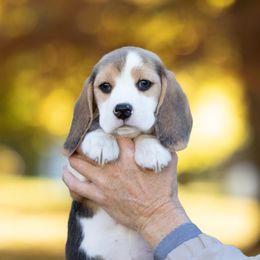 Allspice - Beagle puppy in Warsaw, Indiana from Mae’cee Beagles