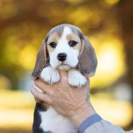 Allspice - Beagle puppy in Warsaw, Indiana from Mae’cee Beagles