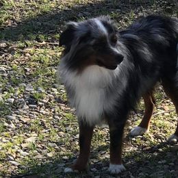 Toy Australian Shepherd Puppies from B&B Toy Aussies
