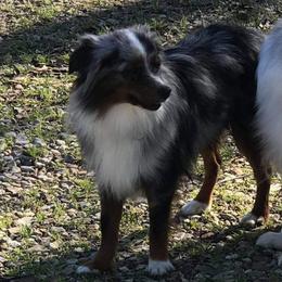 Toy Australian Shepherd Puppies from B&B Toy Aussies