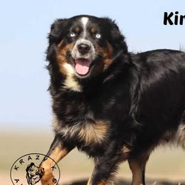 Kira - Miniature Australian Shepherd