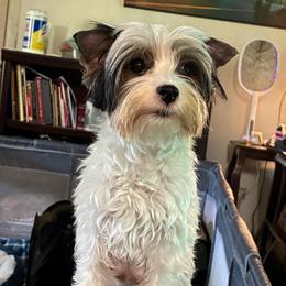 Luna - Biewer Terrier