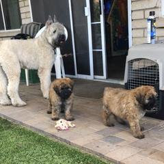 Bouvier des Flandres Puppies from Desert Diamonds Bouviers